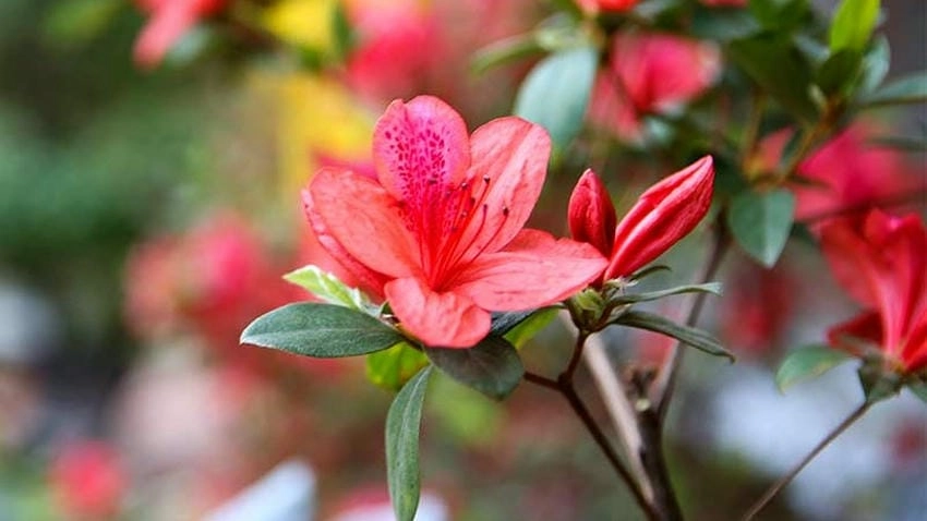 Hoa đỗ quyên có độc không, có nhẹ ở nhựa và lá