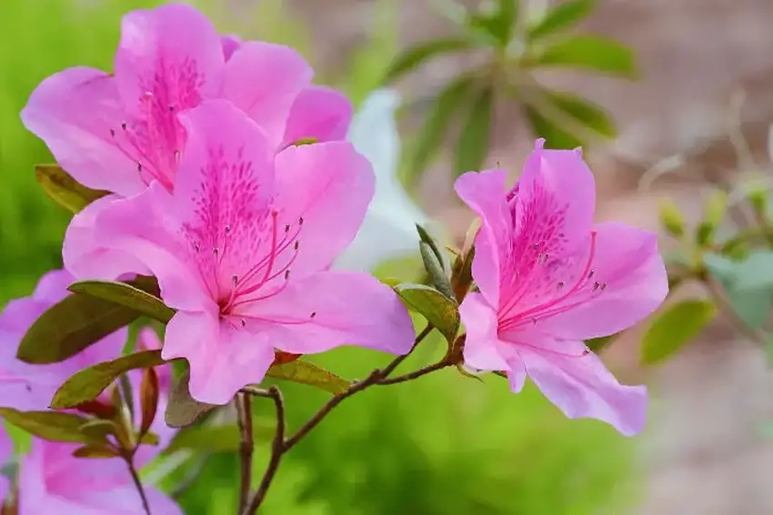 Ý nghĩa hoa đỗ quyên là tình yêu mãnh liệt và vĩnh cửu