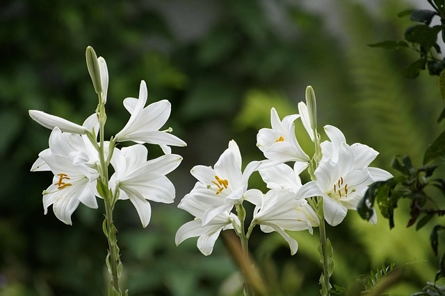 Bông hoa huệ tây nở rộ như vũ điệu nhẹ nhàng