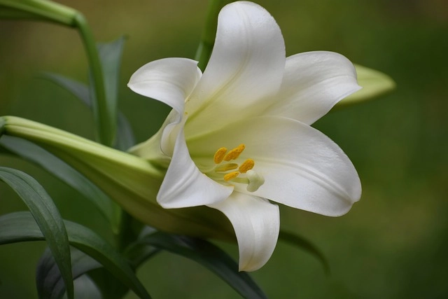 Hoa huệ tây tên gọi khác là crocus sativus