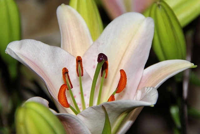 Nhụy hoa huệ tây saffron được ví như vàng đỏ