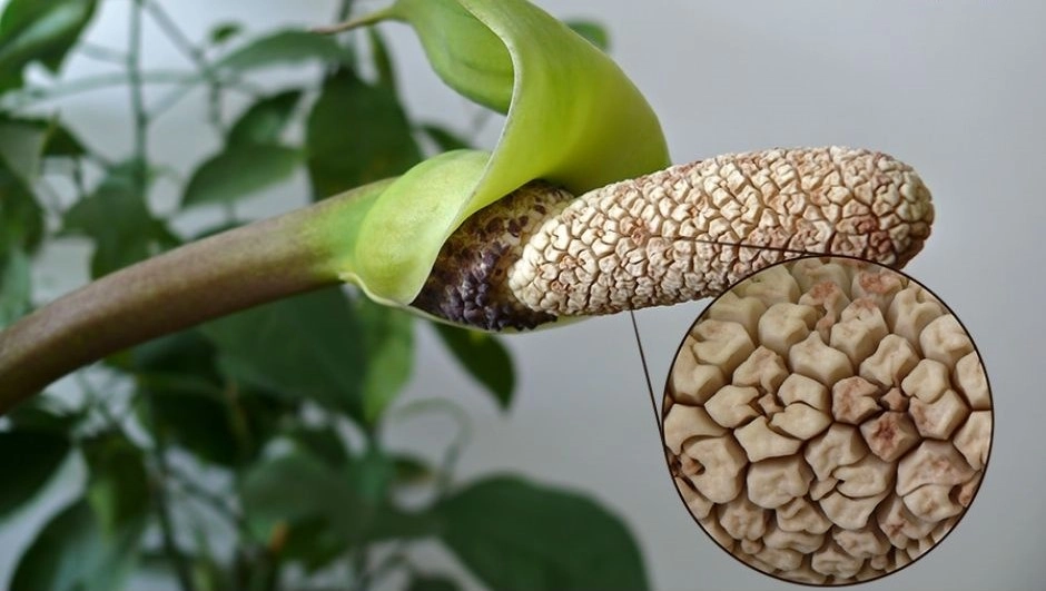 Bông của hoa kim tiền dài và màu vàng