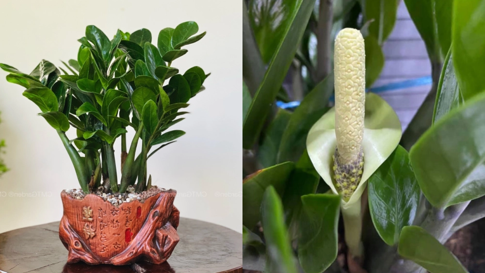 Hoa kim tiền là hoa gì, là hoa cảnh phong thủy
