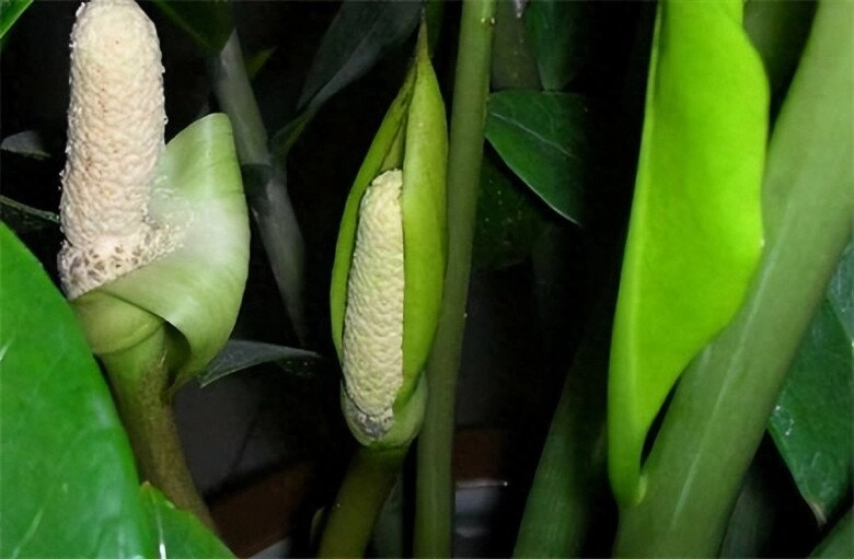 Phong thủy cây kim tiền ra hoa rất tốt