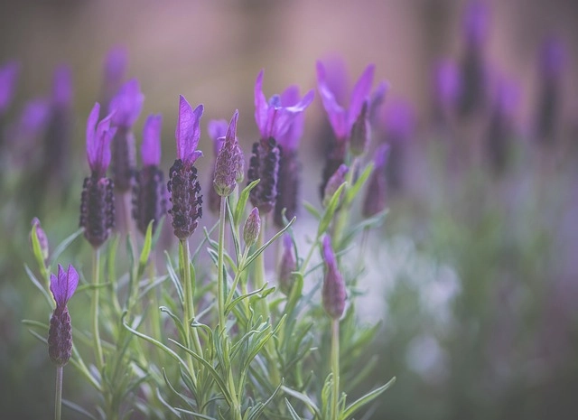 Cây hoa lavender cần nhiều nắng và đất thoát nước tốt