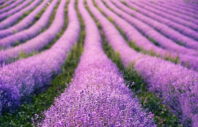 Hoa lavender màu tím khiến không gian thêm phần sâu lắng