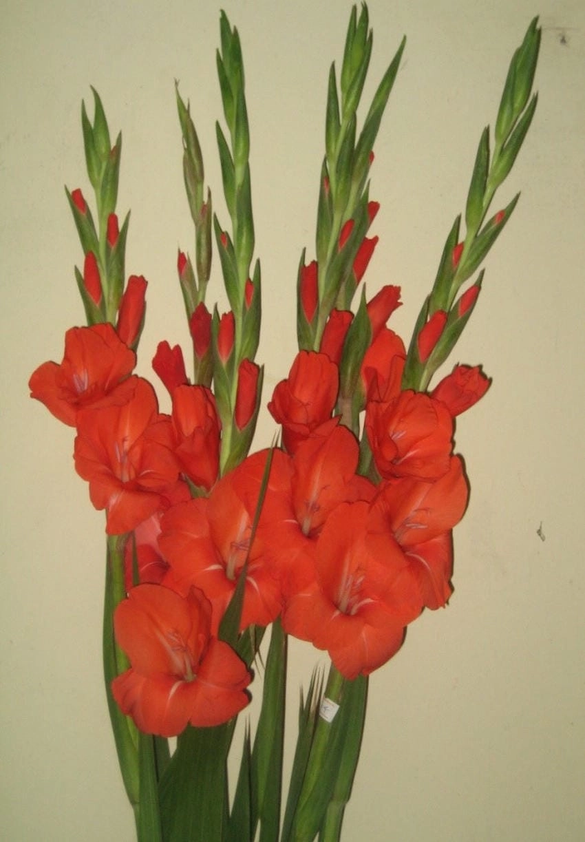 Bó hoa lay ơn đỏ rực cháy trong lễ cưới