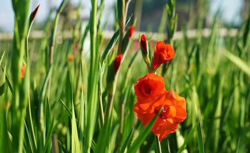 Lay ơn đỏ nhung mang dáng vẻ dịu dàng mà mạnh mẽ