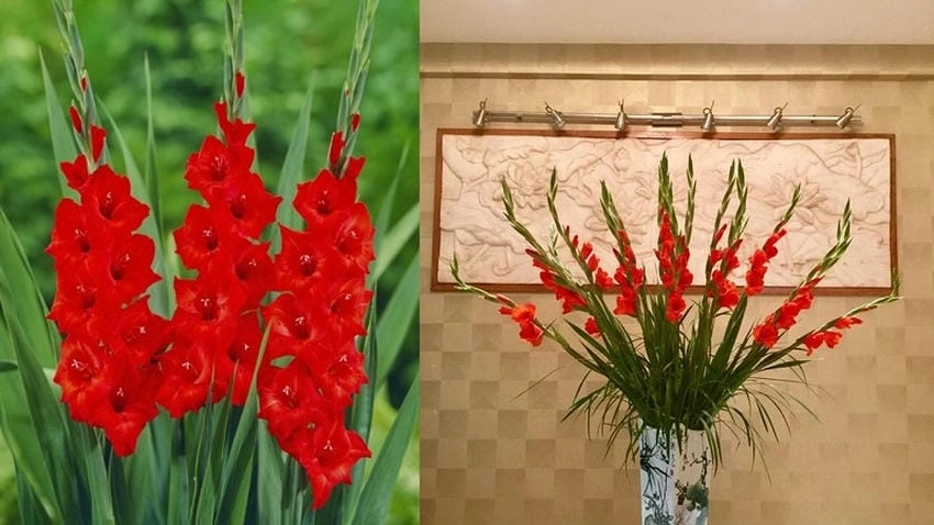 Hoa lay ơn đỏ nở rộ mang vẻ đẹp kiêu sa