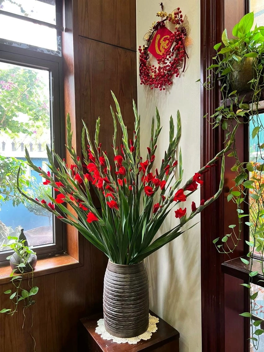 Ý nghĩa hoa lay ơn màu đỏ là đam mê cháy bỏng