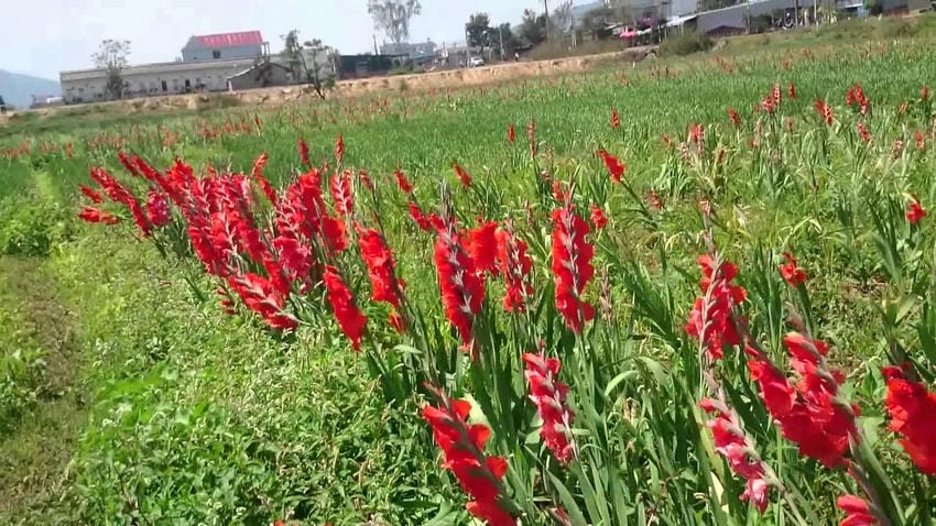 Cách trồng hoa lay ơn đỏ cần đất thoát nước tốt