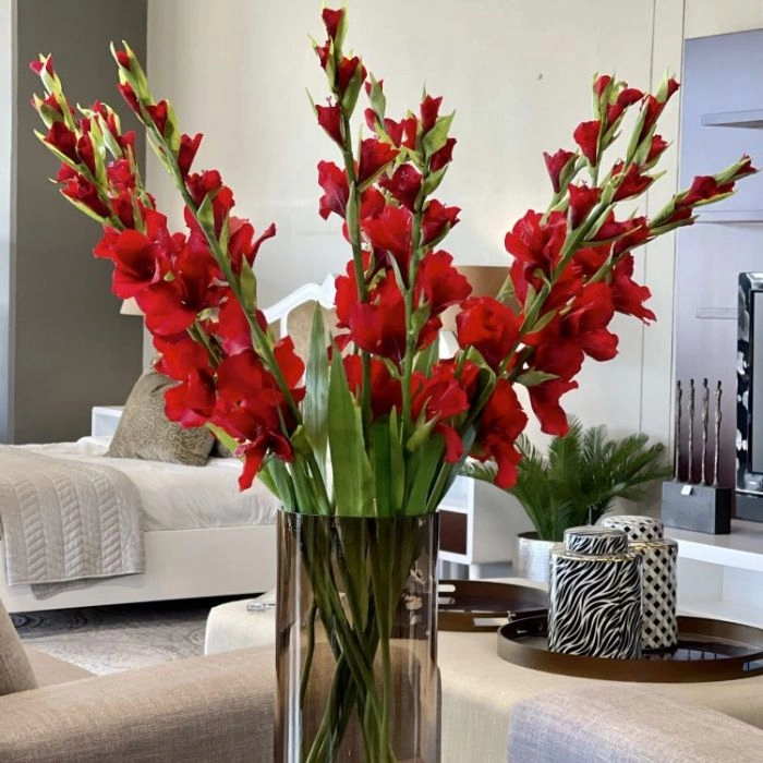 Hoa lay ơn đỏ có ý nghĩa gì, tượng trưng quyết tâm