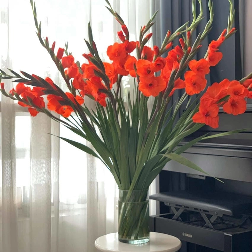 Giống hoa lay ơn đỏ ý có màu đỏ rượu vang