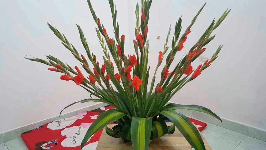Hoa lay ơn đỏ đô sang trọng và rất nổi bật