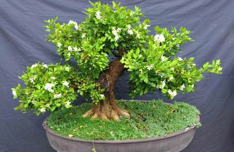 Cây hoa nguyệt quế đẹp nhờ tán lá xanh mướt
