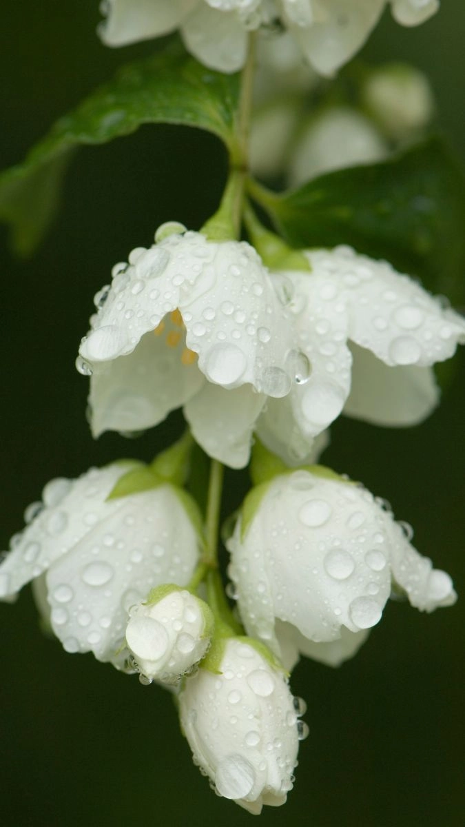 Avatar trắng FB nhẹ nhàng mà không kém phần cuốn hút