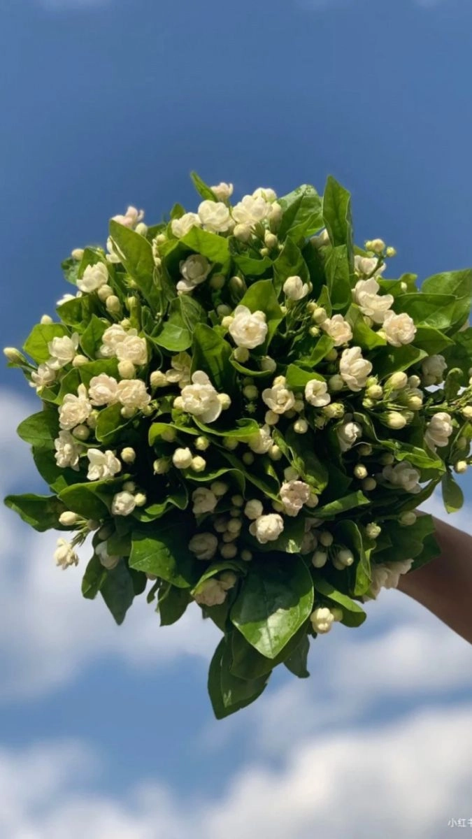 Avatar màu trắng tạo cảm giác an yên và sâu lắng