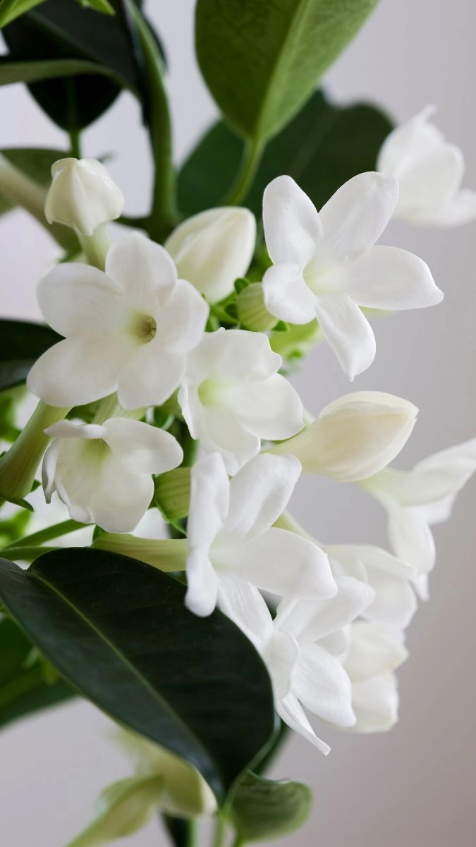 Hình nền iPhone trắng đen cực chất cho phong cách cool