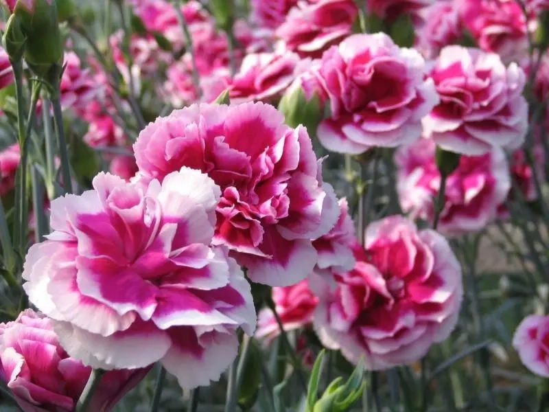 Hoa phăng là gì, là tên gọi khác của pansy
