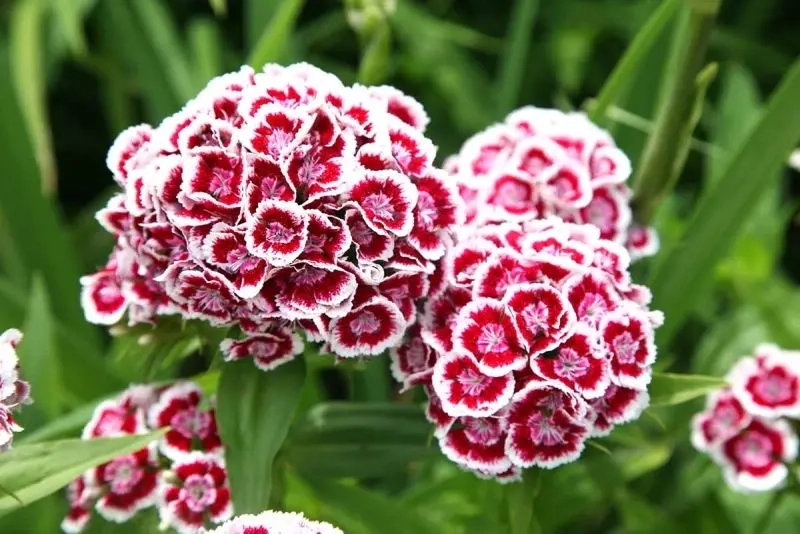 Hoa phăng để được bao lâu, từ ba đến năm ngày