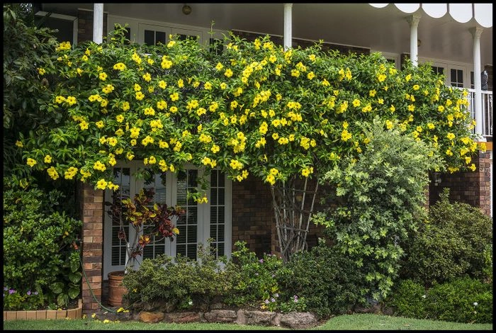 Hoa quỳnh anh tên khoa học là Thunbergia laurifolia