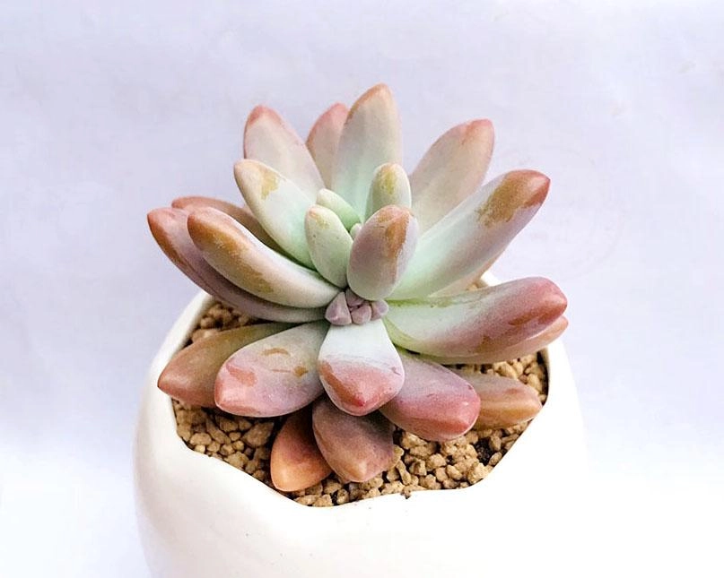 Giỏ hoa sen đá Hà Nội tặng người yêu đầy ý