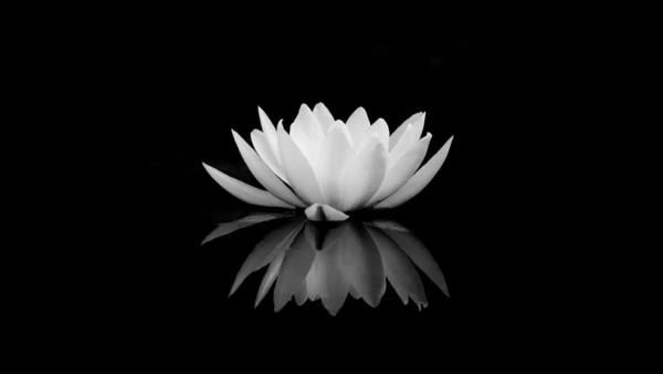 Hoa sen đen buồn như nỗi lòng người ly biệt