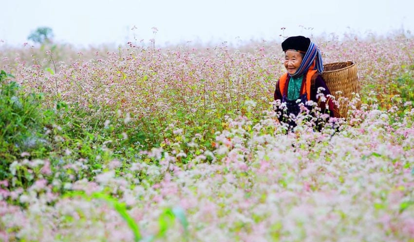 Mùa hoa tam giác mạch về khiến lòng xao xuyến