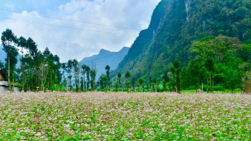 Bánh hoa tam giác mạch dẻo thơm vị rừng núi