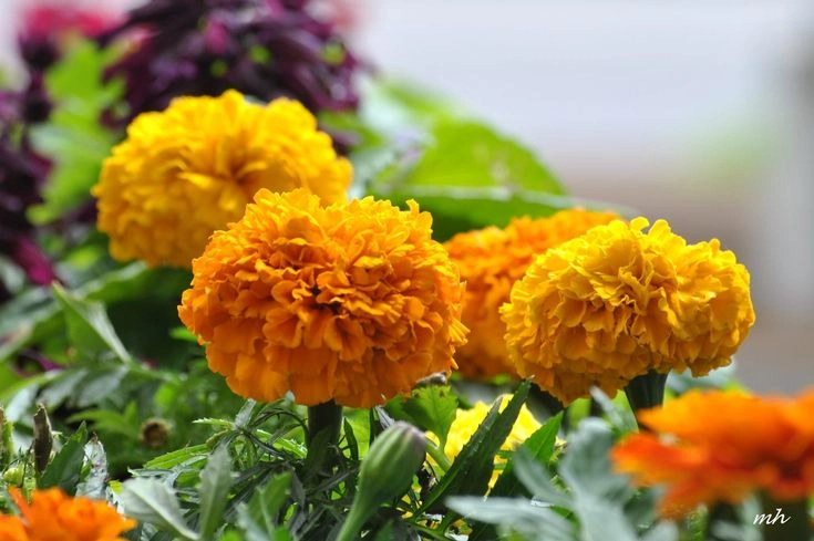 Hoa vạn thọ rực rỡ mang ý nghĩa trường thọ