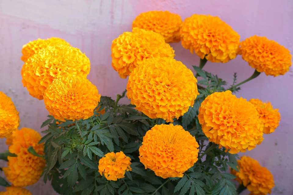Hoa vạn thọ Pháp có cánh to và màu rực rỡ