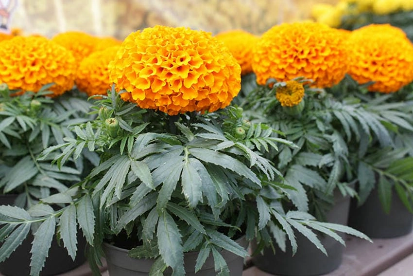 Hoa vạn thọ trồng bao nhiêu ngày, khoảng 60 ngày
