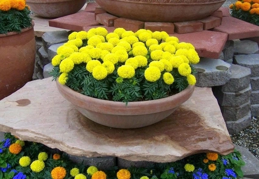 Sự tích hoa vạn thọ kể về lòng hiếu thảo