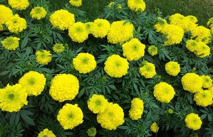 Bông hoa vạn thọ to tròn, cánh xếp đều nhau