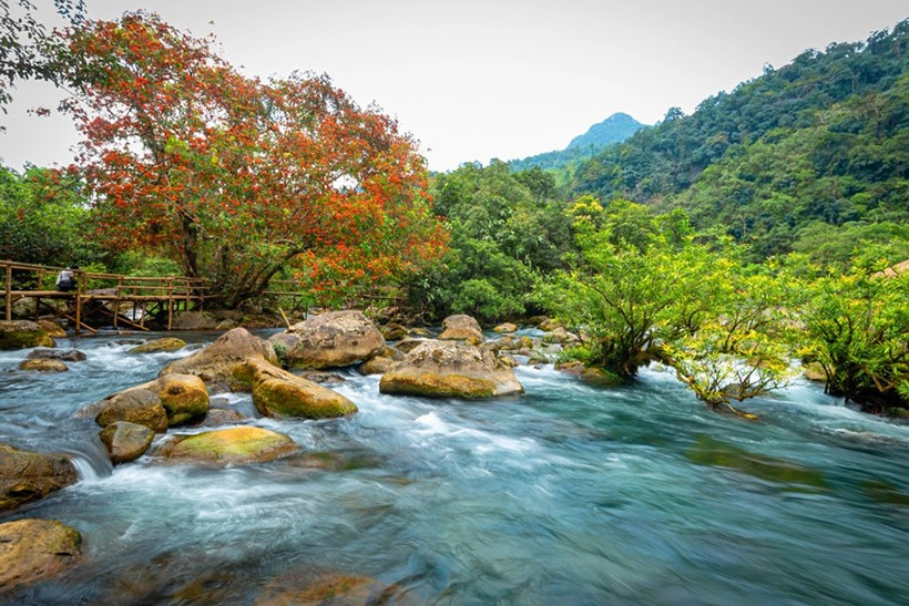 Hình ảnh hoa vàng anh dịu dàng trong gió