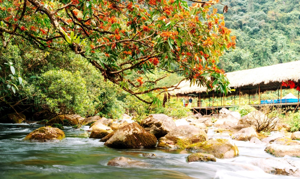 Ý nghĩa của hoa vàng anh là sự chung thủy
