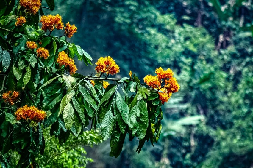 Hình ảnh cây hoa vàng anh phủ kín hàng rào