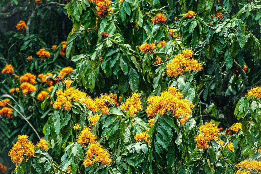 Mùa hoa vàng anh bắt đầu vào đầu tháng tư