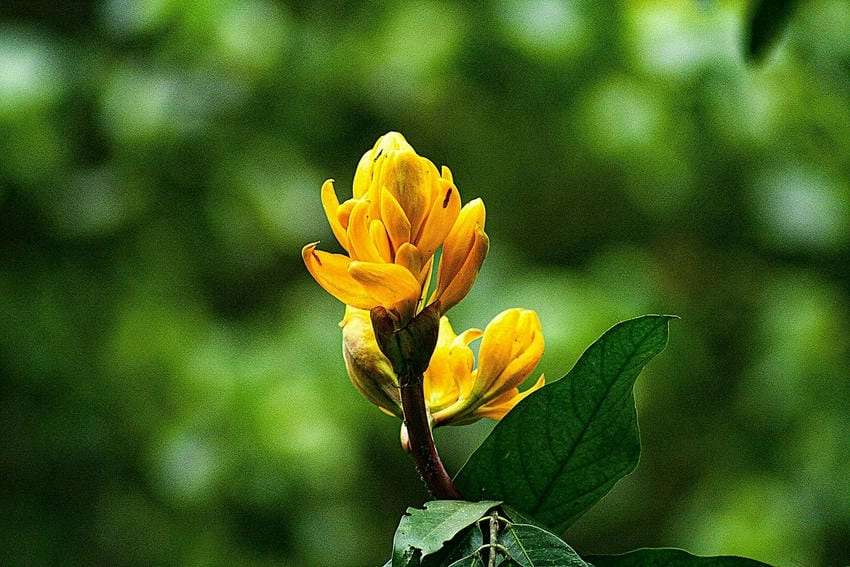 Hoa vàng anh vươn mình dưới ánh chiều vàng