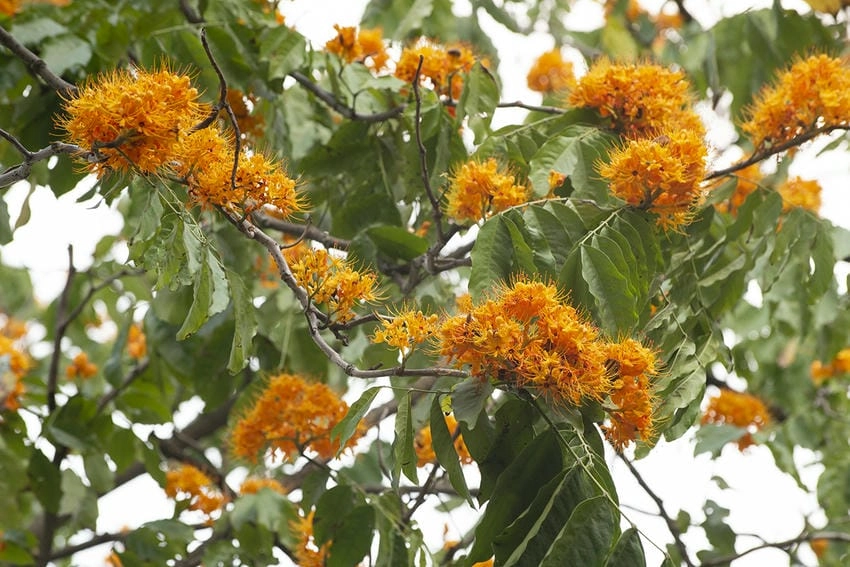 Hoa vàng anh mang đến cảm giác thư thái