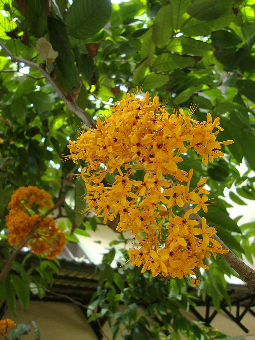 Hoa vàng anh nở rộ mỗi độ tháng tư