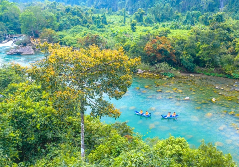Ý nghĩa hoa vàng anh là hy vọng mới