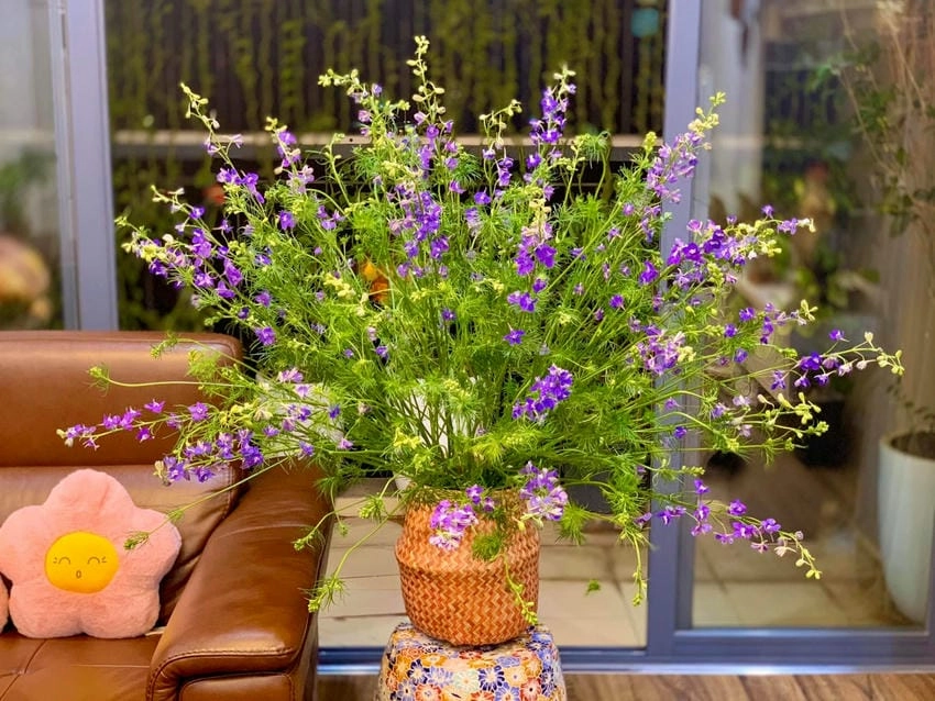 Hoa violet là hoa gì, là loài hoa mùa xuân