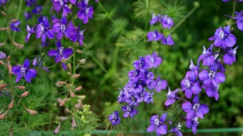 Cách cắm hoa violet nên kết hợp cùng baby trắng