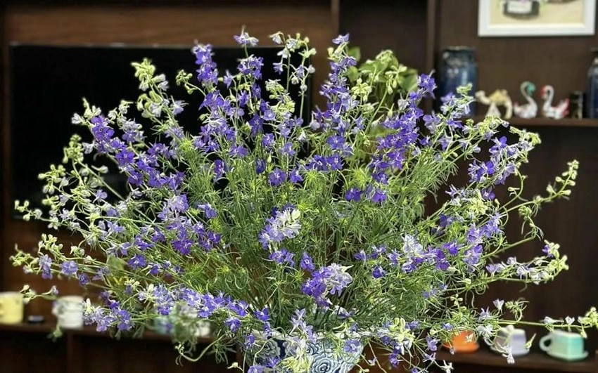 Hoa violet Nhật có sắc tím đậm và bền màu
