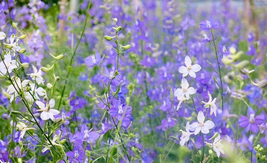 Ý nghĩa hoa violet là tình yêu sâu lắng và chờ đợi