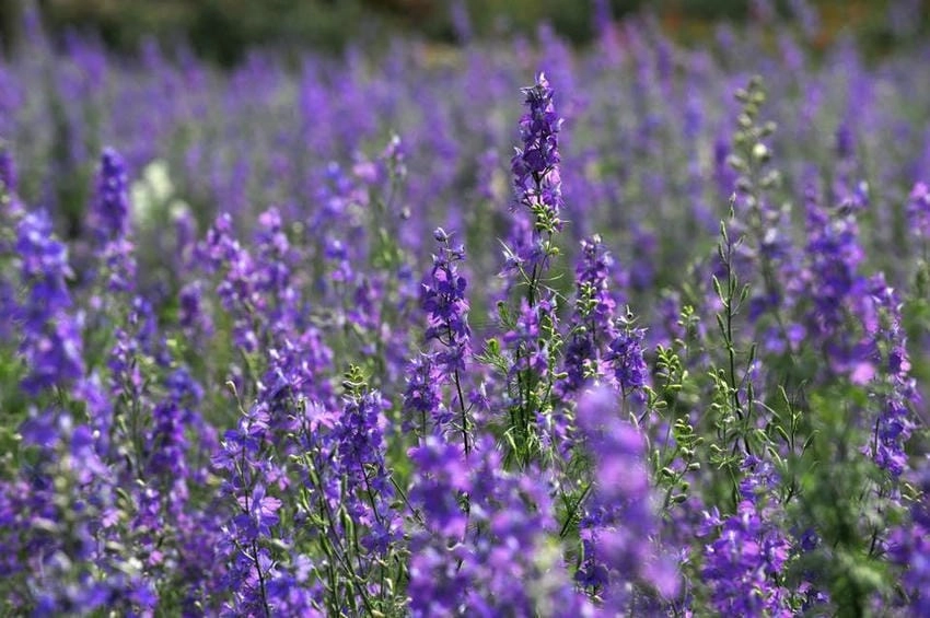 Hoa violet có phải hoa oải hương không, không phải nhé