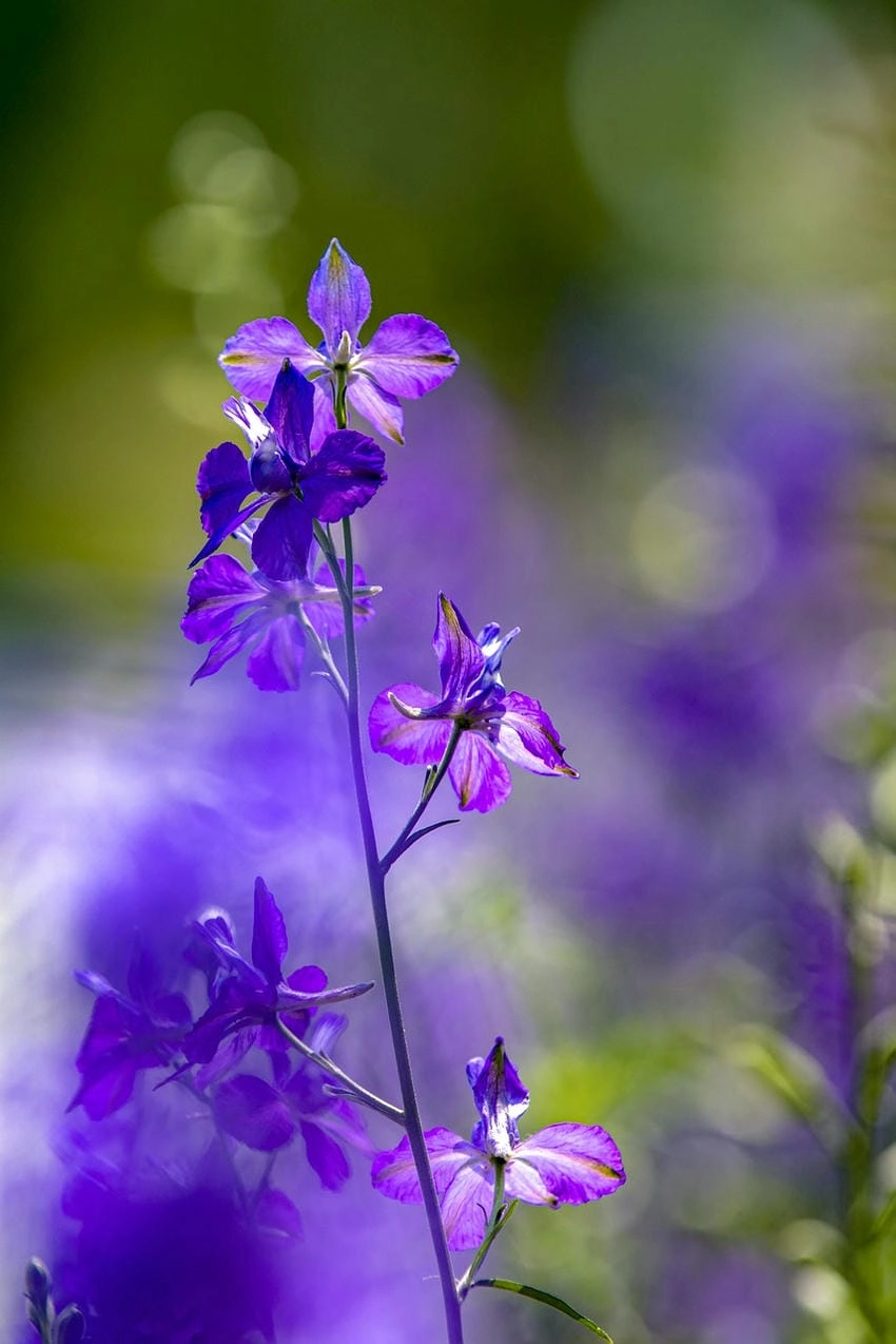 Hoa violet có ý nghĩa gì, là sự thầm lặng chân thành