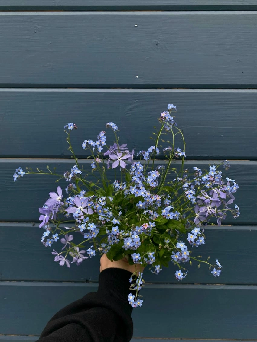 Ý nghĩa của hoa violet là niềm tin và hy vọng