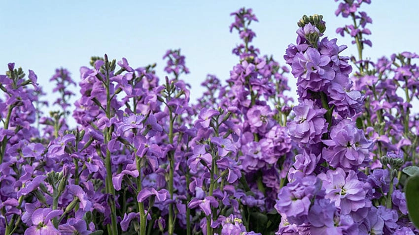 Hoa violet màu gì, chủ yếu là tím và xanh nhạt